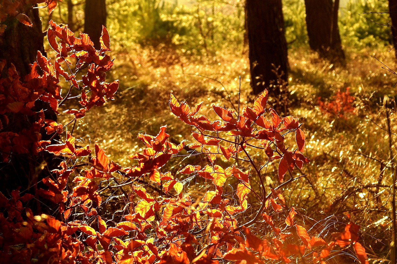 The Gran Chaco: The rugged home of the Wichí people and the source of the Chaguar plant.