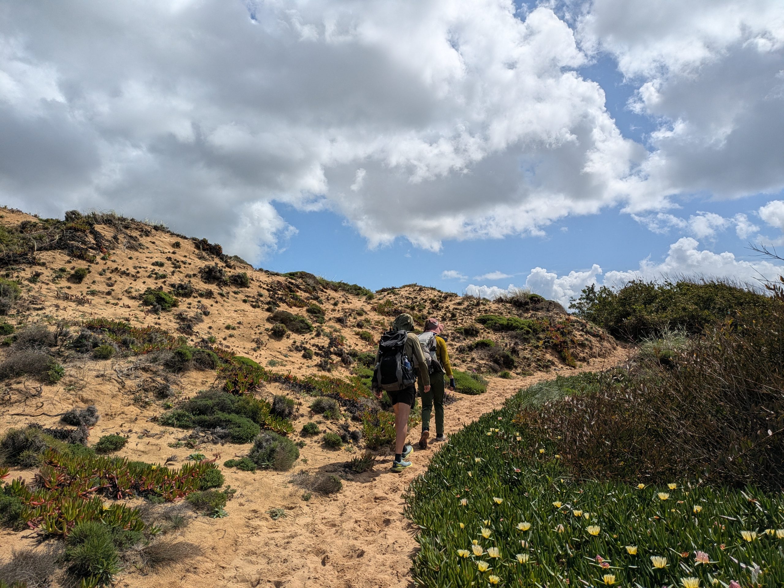A narrow sandy path winding through coastal scrubland toward the ocean.