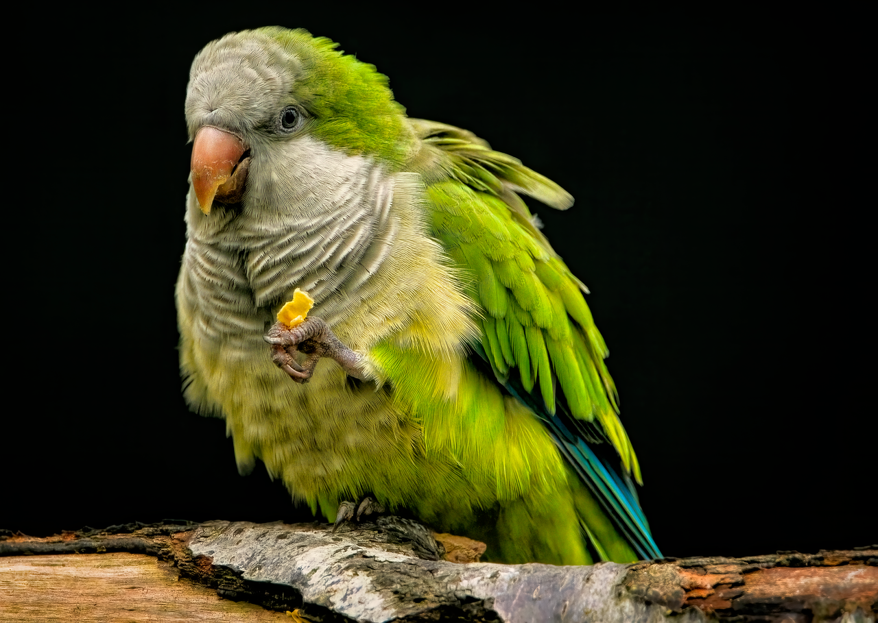 Sustainable agriculture plays a vital role in preserving the habitats of endangered species like the Puerto Rican parrot.