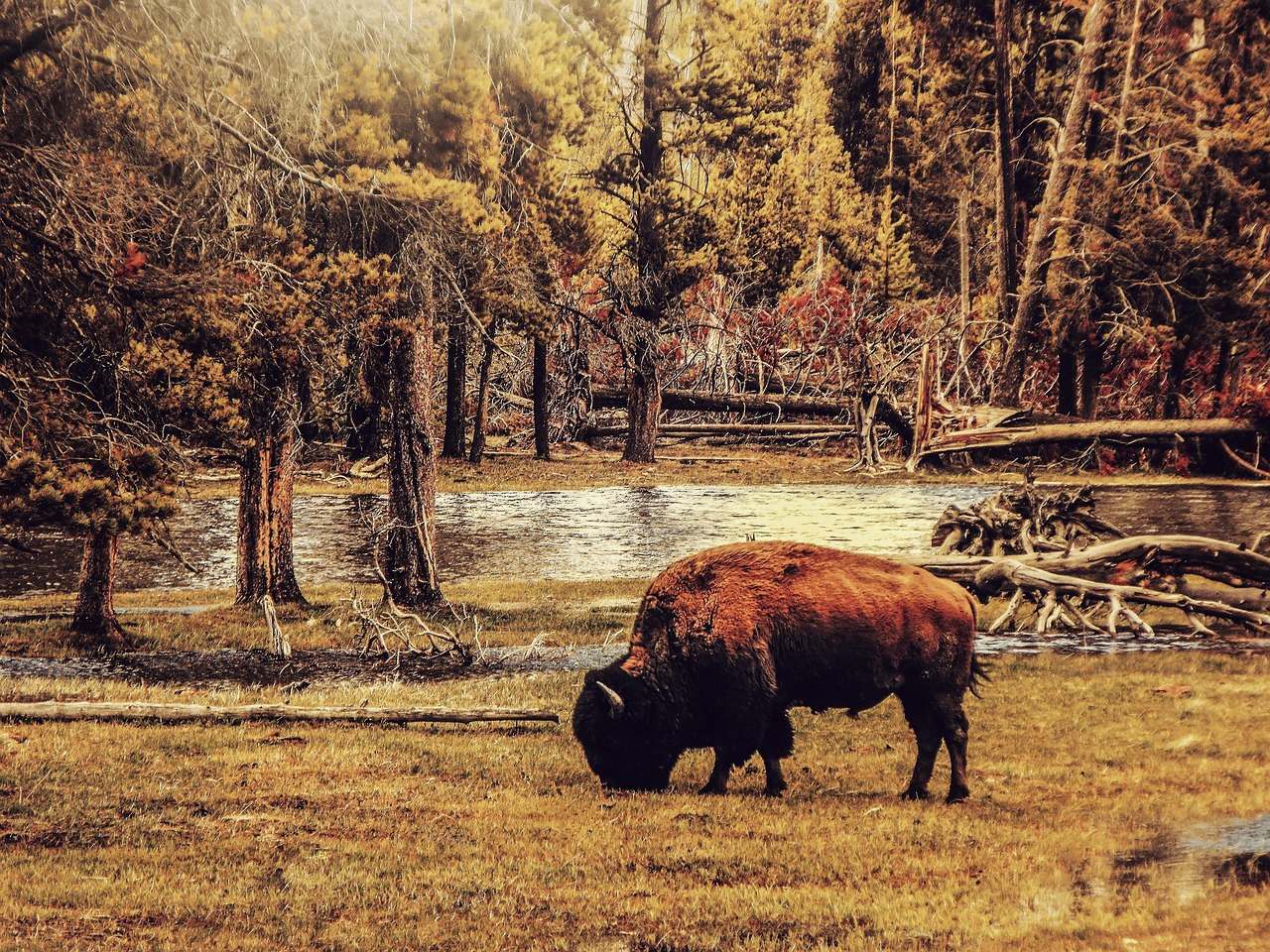 A bison grazing in a wide open meadow with mountains in the background