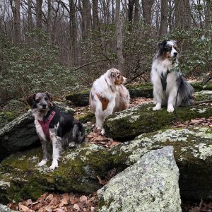 An Australian Shepherd sitting proudly on a tree stump in a forest setting.