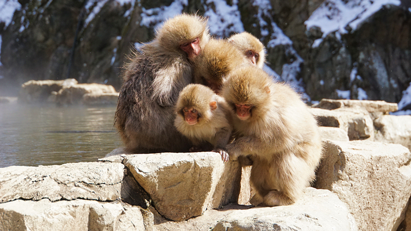Snow monkeys soaking in a natural hot spring in the snow.