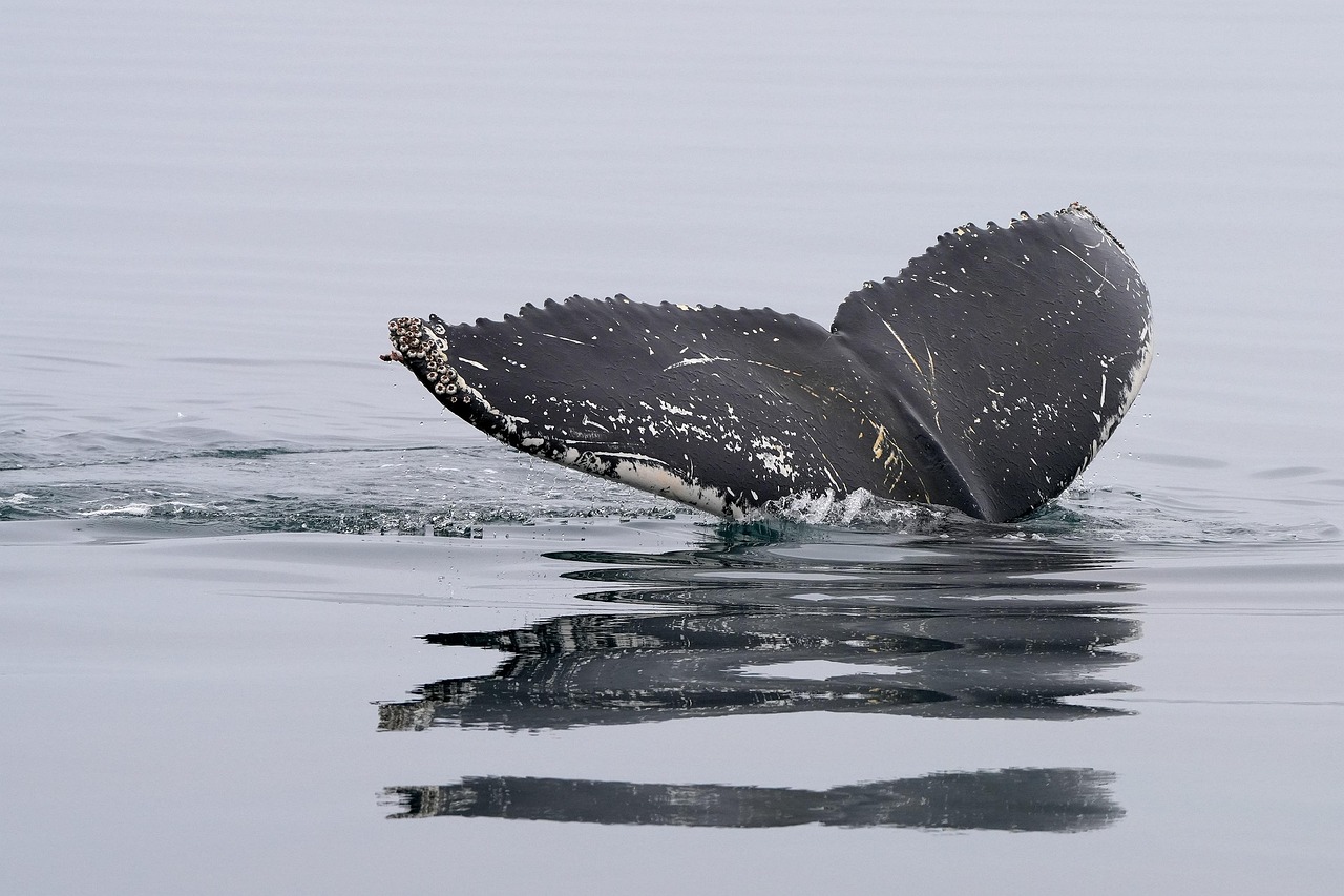 Winter months offer spectacular displays of breaching humpback and gray whales.
