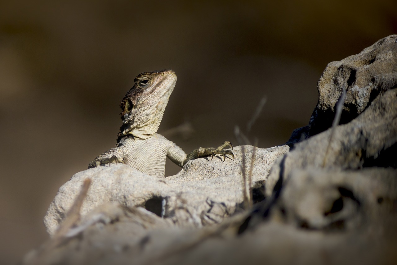 Several marine iguanas sunbathing on black volcanic rocks by the shore.