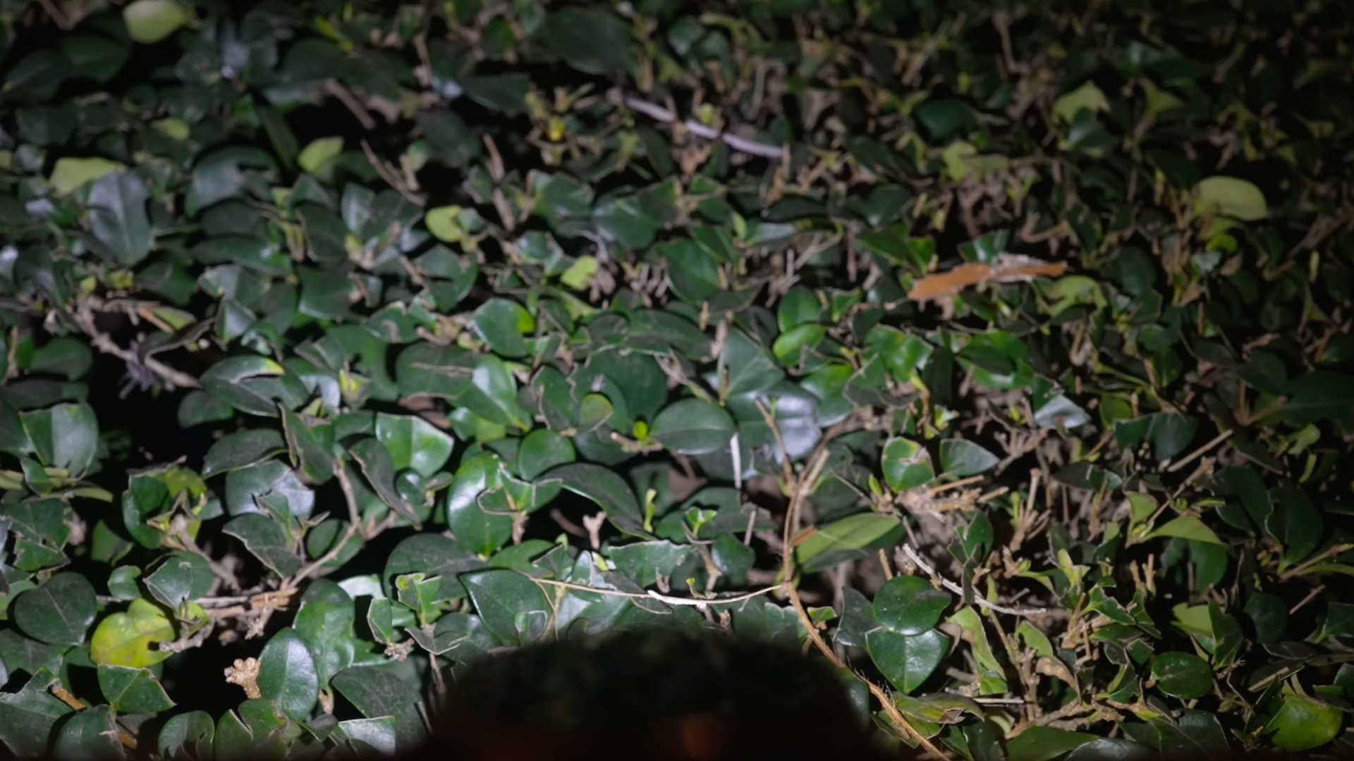 The built-in LED flashlight on the top of the Garmin fenix 8 watch case illuminated.