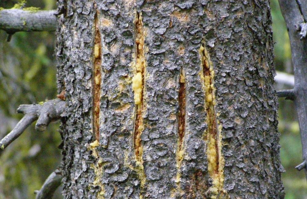 Deep vertical claw scratches on the bark of a coniferous tree trunk.