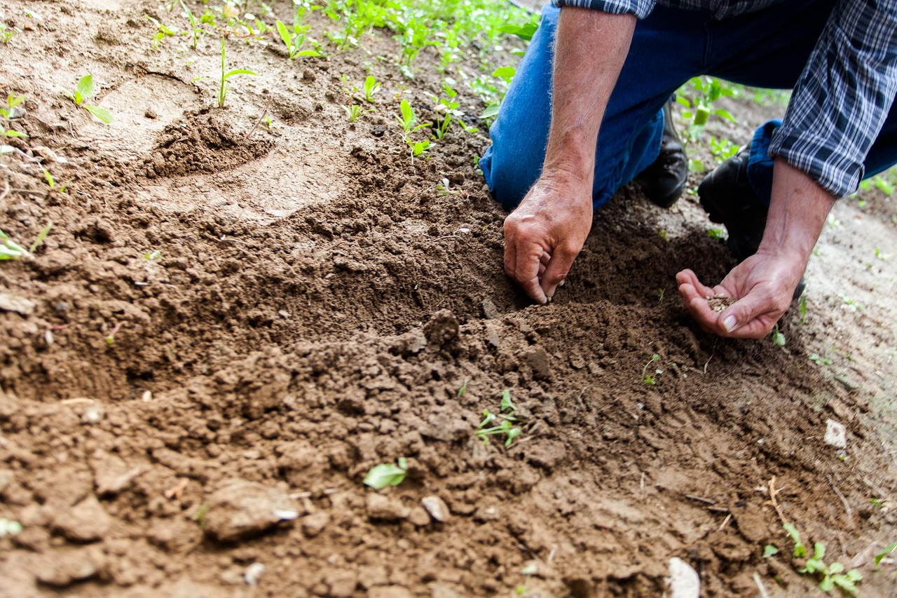 Small-scale farming has become a symbol of independence and resilience following the devastation of Hurricane Maria.