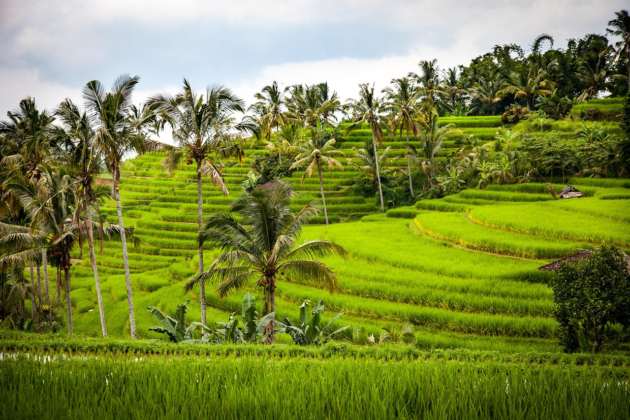 Many of the island's top dining spots offer breathtaking views over iconic terraced rice paddies.