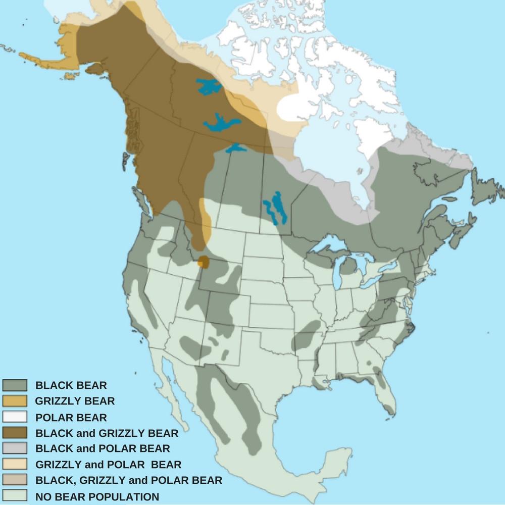 A color-coded map of the United States showing the expansive range of black bears versus the limited range of grizzly bears.