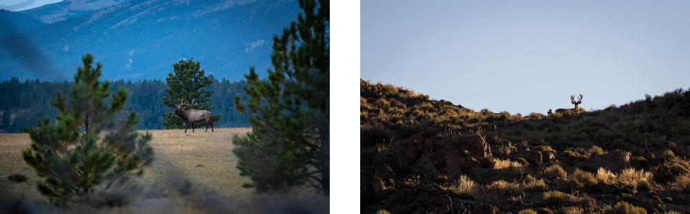 The Silent Advantage: Why Knee Pads are the Secret to Successful Backcountry Deer Hunts