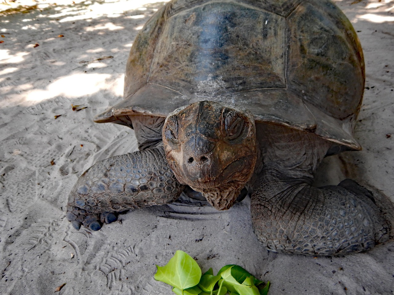 Remote itineraries now include the Aldabra Atoll, home to over 100,000 giant tortoises.