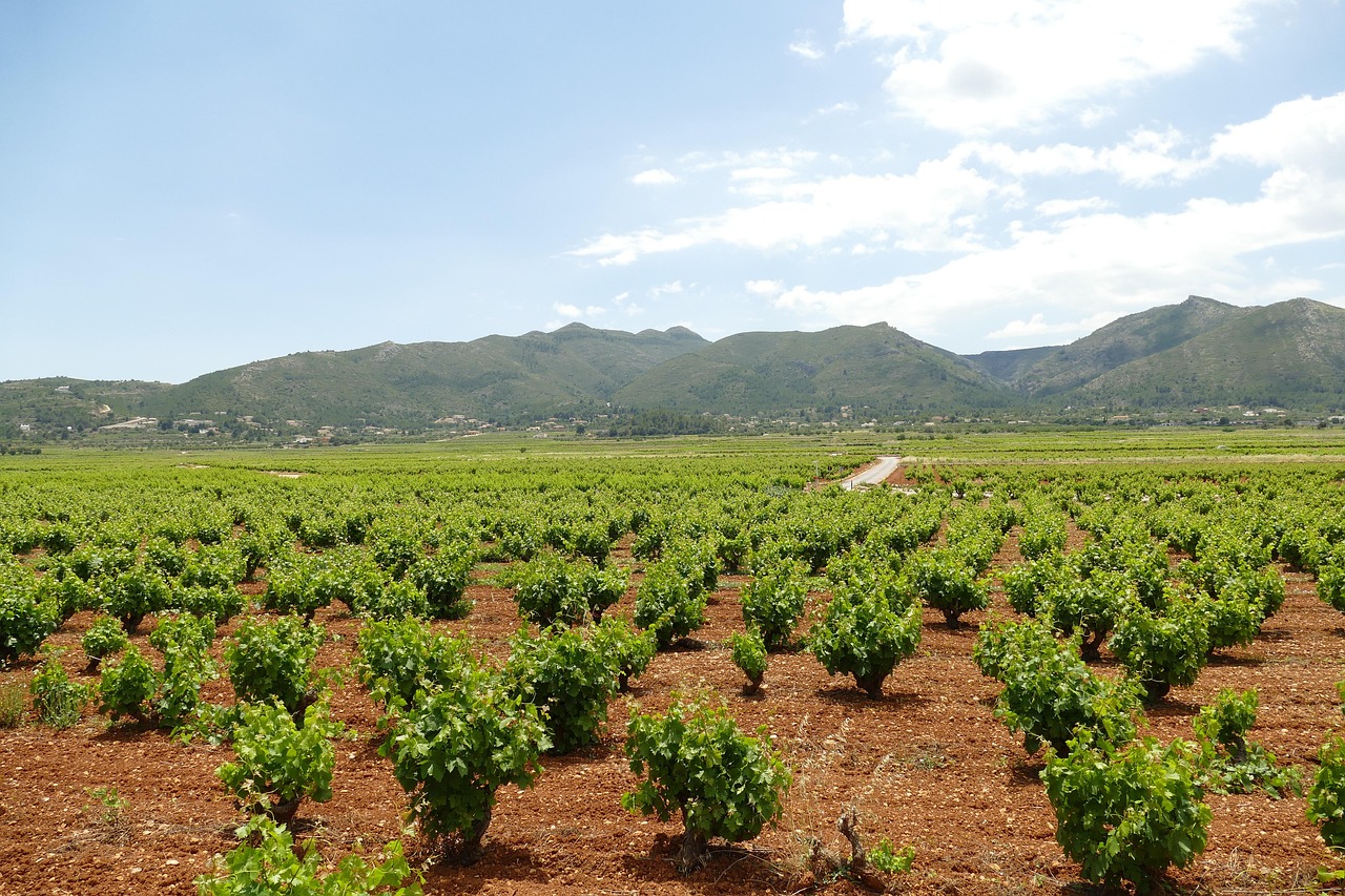 The Baja Peninsula merges wellness with world-class viticulture at Banyan Tree Veya.