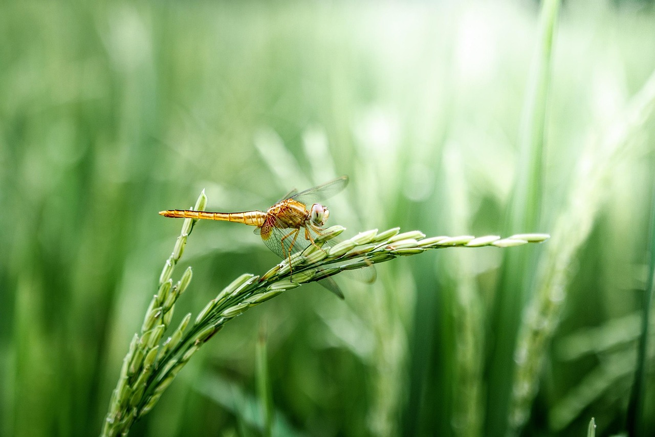 The 'Rice Basket': The fertile lands of the Mekong Delta produce over half of Vietnam's food.