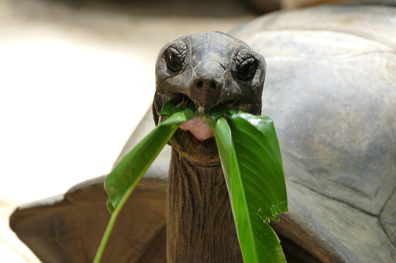 A giant Galapagos tortoise walking through lush green grass.
