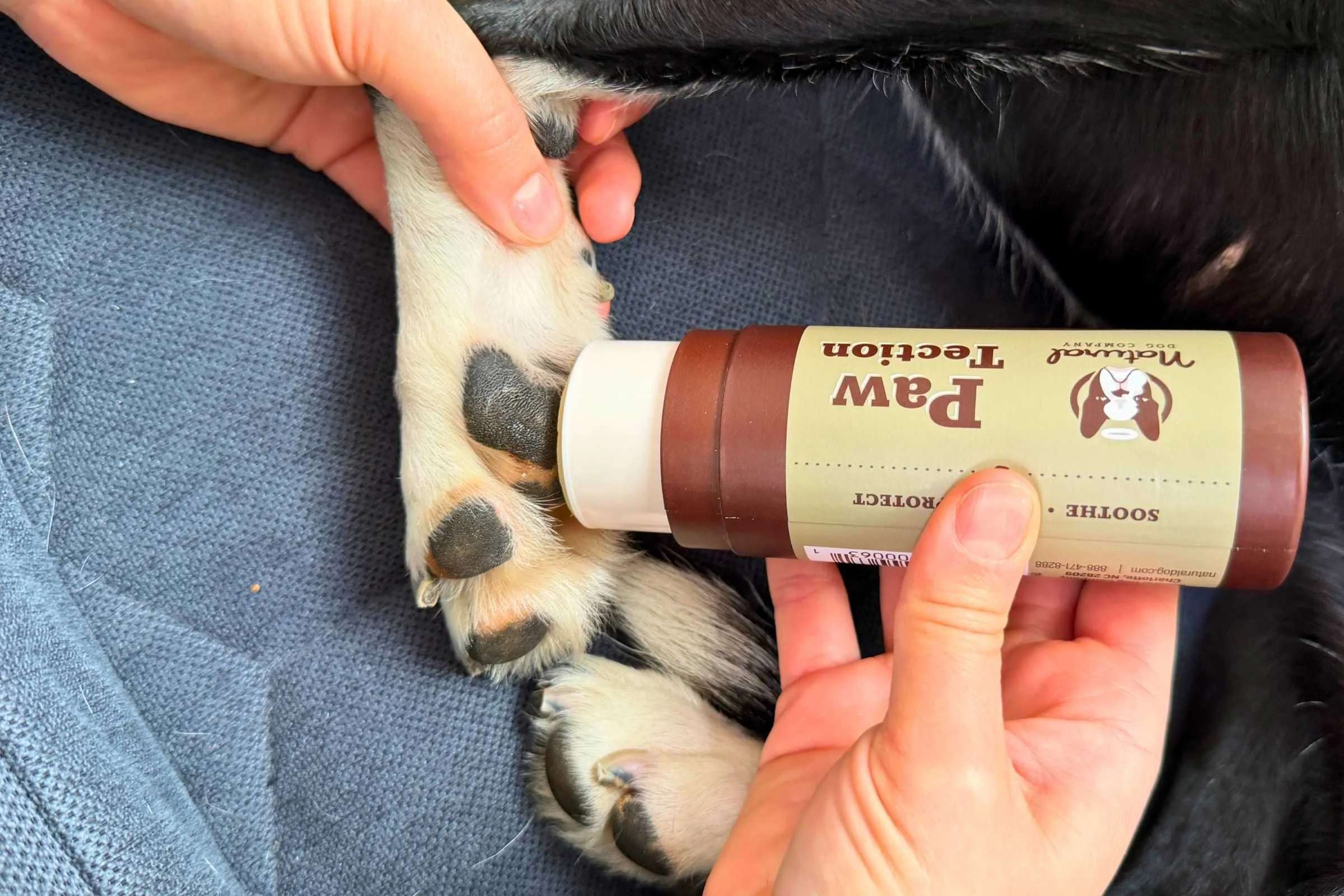 Safe Paws on the Trail: 6 Best Dog Paw Balms of 2026 (Vet-Approved & Tested)