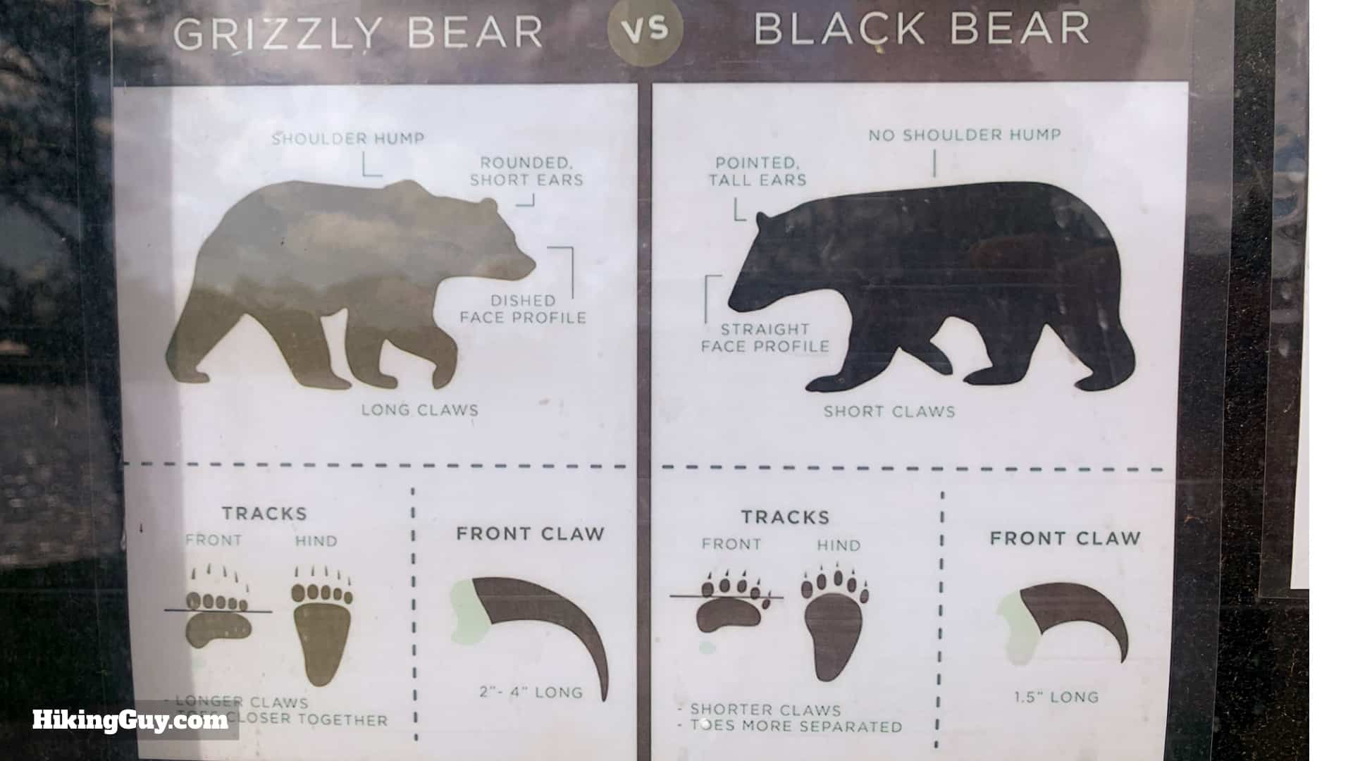 Side-by-side identification chart comparing the physical characteristics of grizzly and black bears.