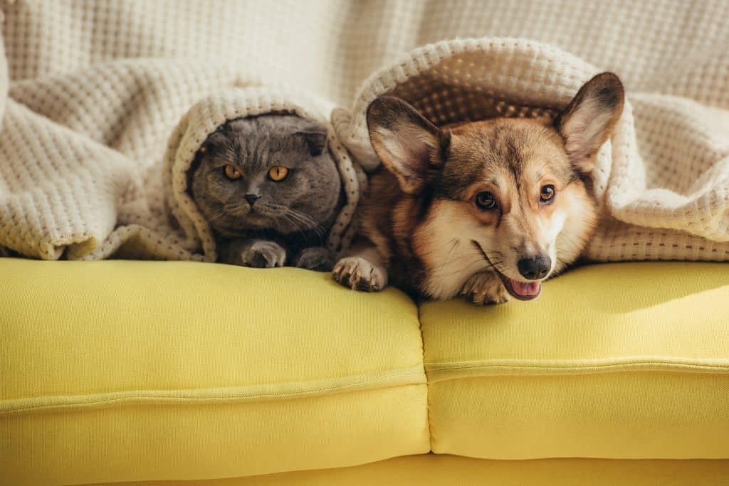 A gray cat and a corgi dog wrapped in textured knit blankets on a yellow sofa.