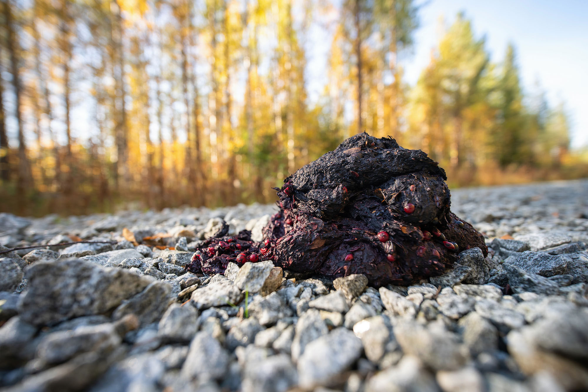 Close-up view of fresh bear scat containing undigested plant matter on a forest floor.