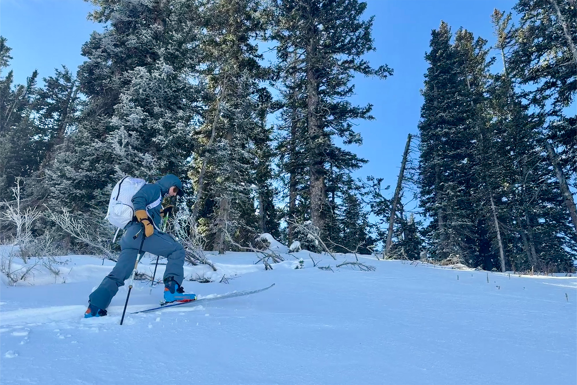 A backcountry skier skinning uphill through a pine forest wearing Dynafit TLT X boots.